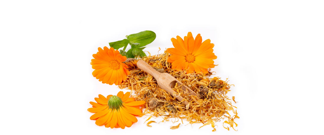 Calendula