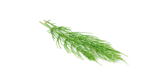 Horsetail