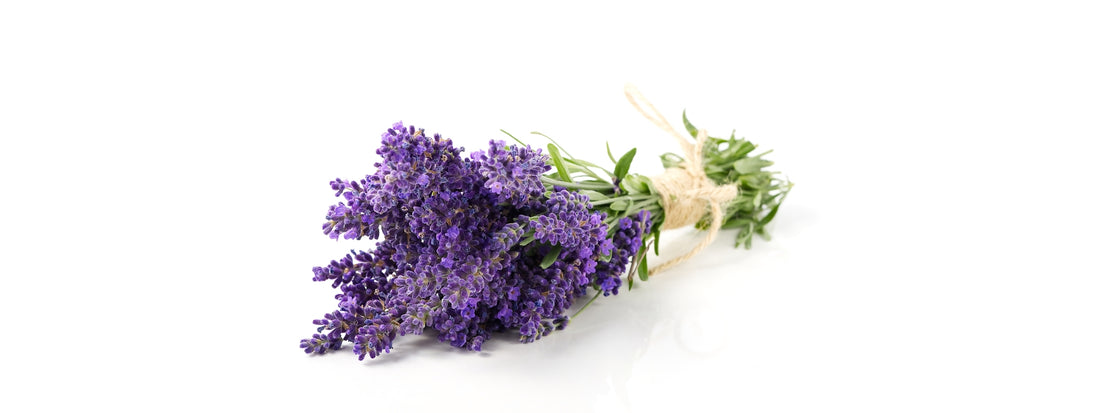 Lavender Oil